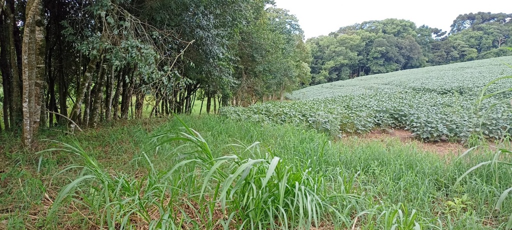 residential-/-land-lot-20m2-tronco-castro-pr