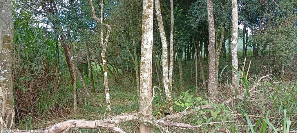 residential-/-land-lot-20m2-tronco-castro-pr