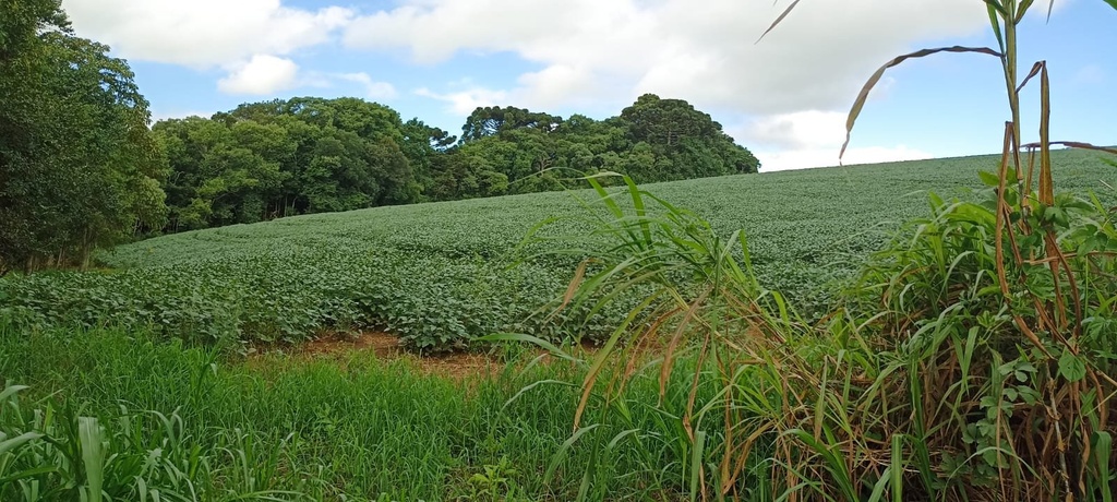 residential-/-land-lot-20m2-tronco-castro-pr